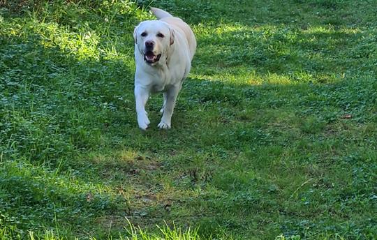 Buttercups is pet friendly - lots of local walks