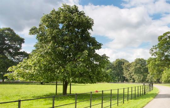 Stroll along the drive