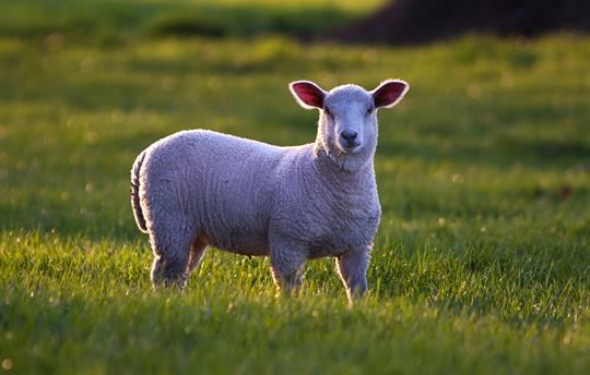 Wharton Lodge park with Spring ewes and lambs