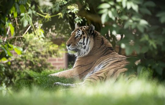 Tiger at Marwell Zoo