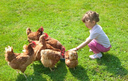 A new young farmer feeds the chickens