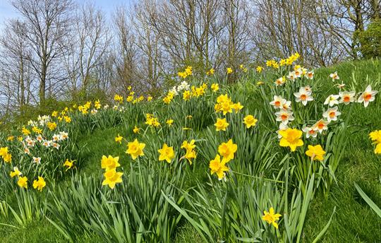 Daffodils