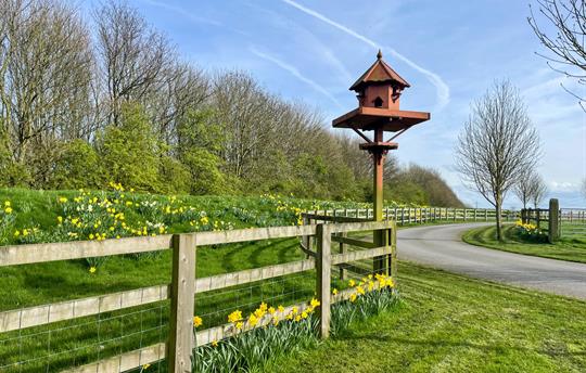 Spring - dovecote and daffodils