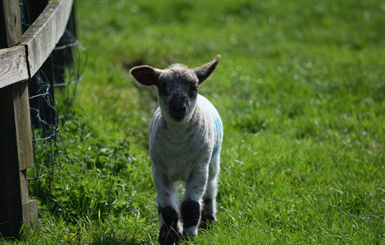 Springtime lambing