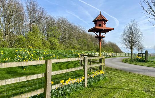 Spring - dovecote and daffodils