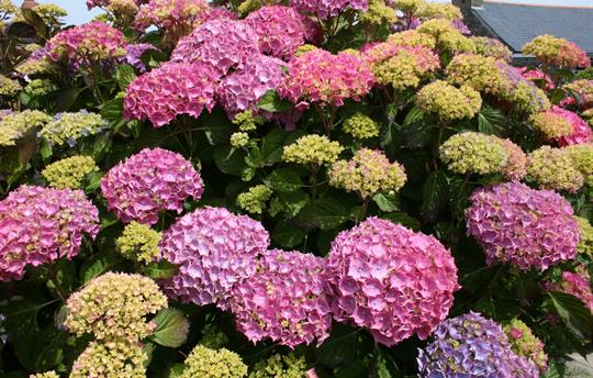 Hydrangea in gardens
