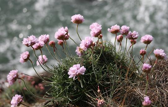 Thrfit on the coastal path