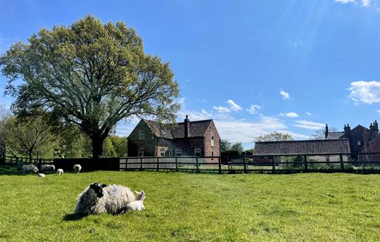 Sheep with lamb, Forge cottage in background
