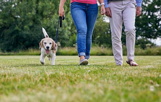Dogs welcome – amazing walks start at the doorstep