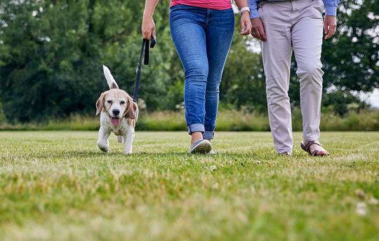 Dogs welcome – amazing walks start at the doorstep