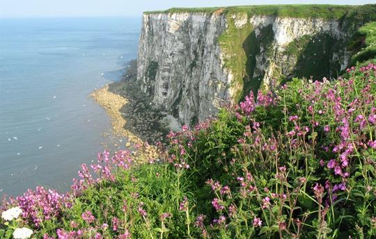 Bempton Cliffs