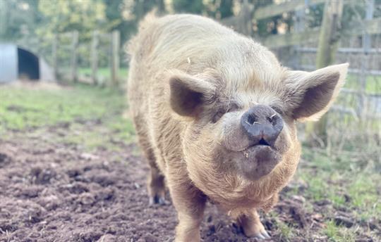 Animals to say hello to around the farm.