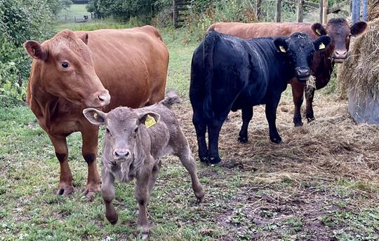 Dexter Cattle on the Farm