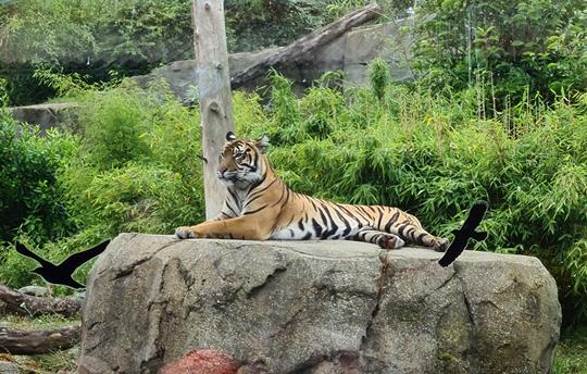 A Tiger at Chester Zoo - Fantastic Family Day Out