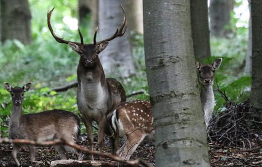 Amazing local wildlife to spot on country walks