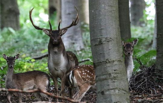 Amazing local wildlife to spot on country walks