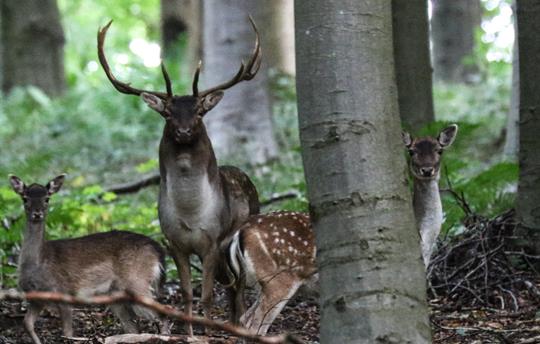 Amazing local wildlife to spot on country walks
