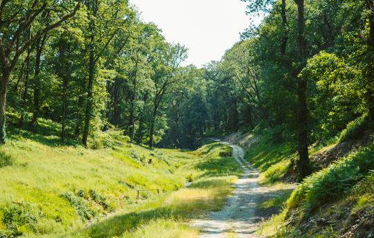 Walks through the estate