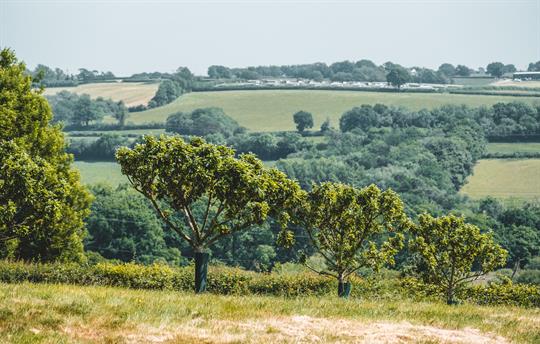 View across the orchard