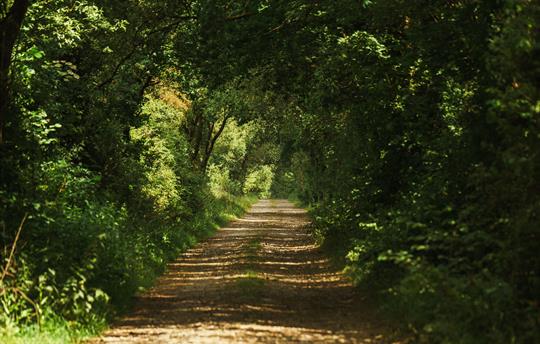 Walks through the estate