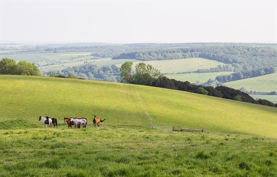 Hambledon Hill across to Bryanston Woods