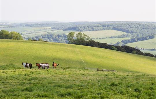 Hambledon Hill across to Bryanston Woods