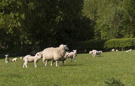 Sheep in our fields