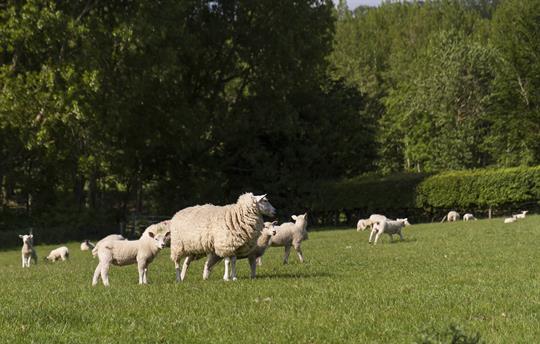 Sheep in our fields