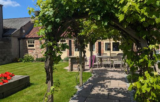 Grape vines in the cottage garden