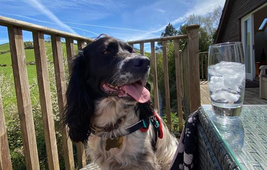 Rookery - Dog Friendly