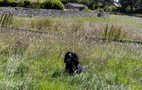 Thirley Cotes Landscape 