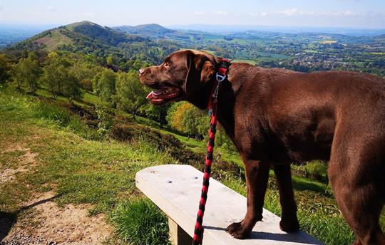 Dogs Welcome, Malvern is perfect for walking