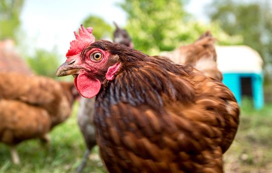 Meet the Chickens and fresh collect eggs