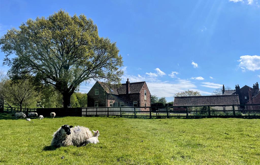 Sheep with lamb, Forge cottage in background