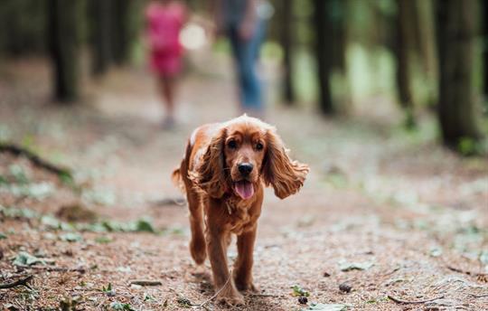 Dog walking istock