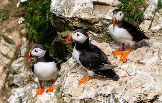 Puffins at Bempton istock
