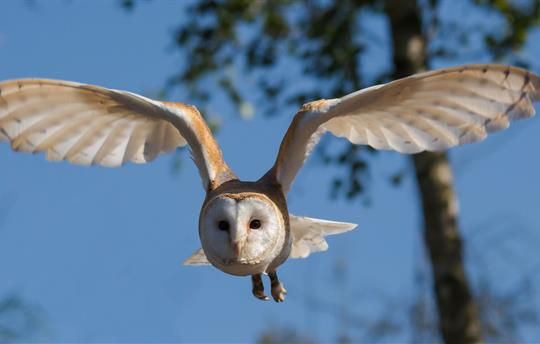 Barn Owl Danny Moore Pixabay