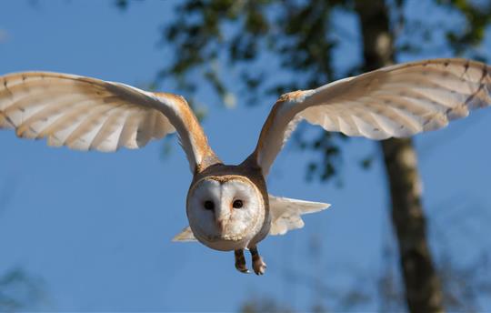 Barn Owl Danny Moore Pixabay