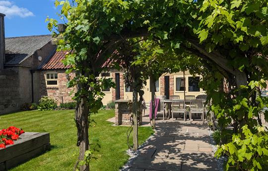 Grape vines in the cottage garden