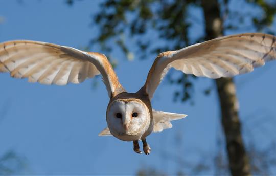 Barn Owl Danny Moore Pixabay