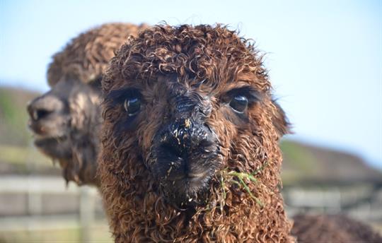 Pedro, or is it Gino?