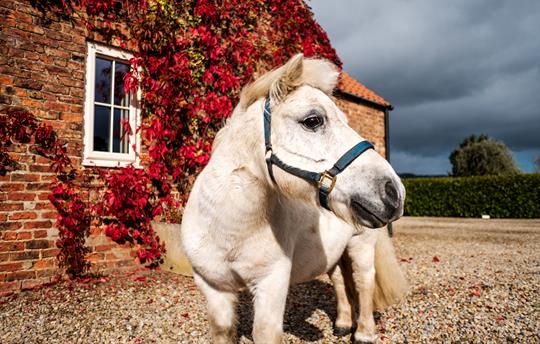 Gryff - Our Very Friendly Shetland Pony