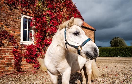 Gryff - Our Very Friendly Shetland Pony
