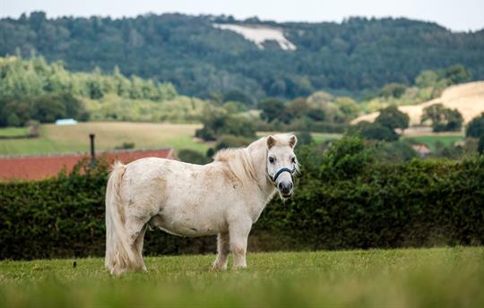 Gryff - Our Very Friendly Shetland Pony