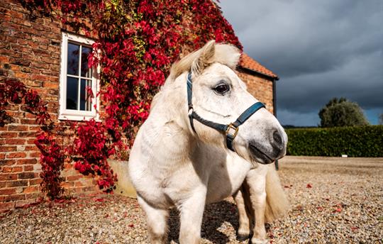 Gryff - Our Very Friendly Shetland Pony