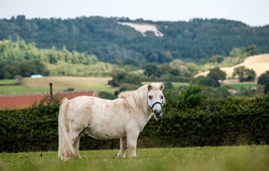 Gryff - Our Very Friendly Shetland Pony