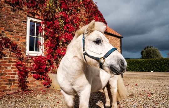 Gryff - Our Very Friendly Shetland Pony