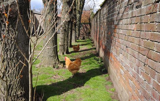 Field House friendly chickens