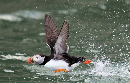 Puffin under Bempton Cliffs