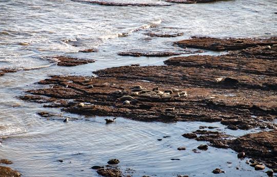 Flamborough Seals